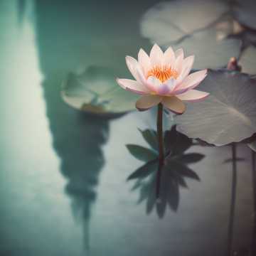 Bú shì jídù, zhǐ shì hàipà  4