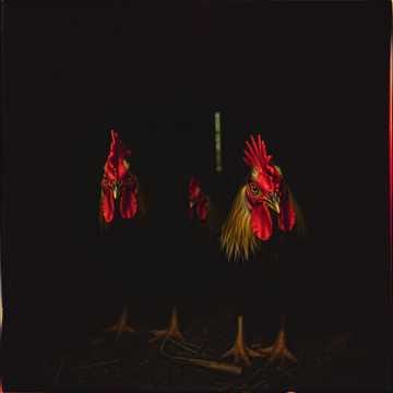 Chickens and Chicks