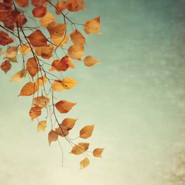 HOJAS DE OTOÑO