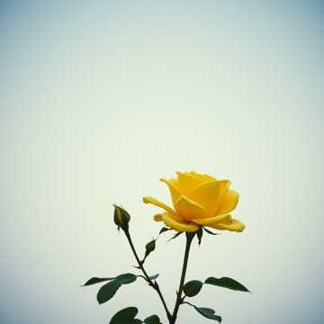 💛 슬픈 영혼 💛A tribute to the departed/ 모소모소