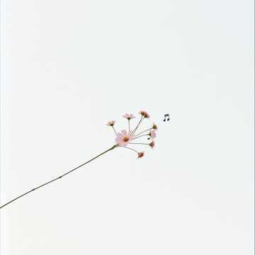 사랑의 멜로디