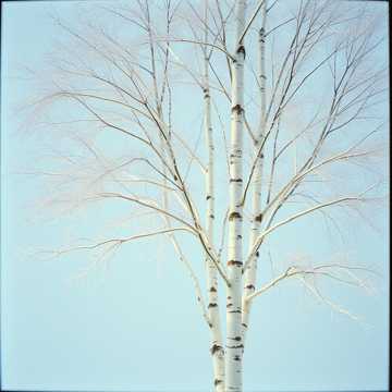 Береза blues 