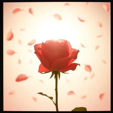장미의 노래 (Song of the Rose)🌹