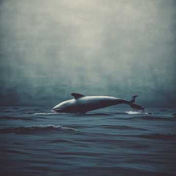 La ballena azul que se niega a encallar