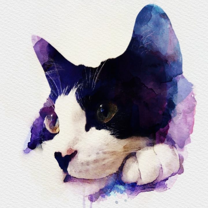 귀여운 고양이 둥이