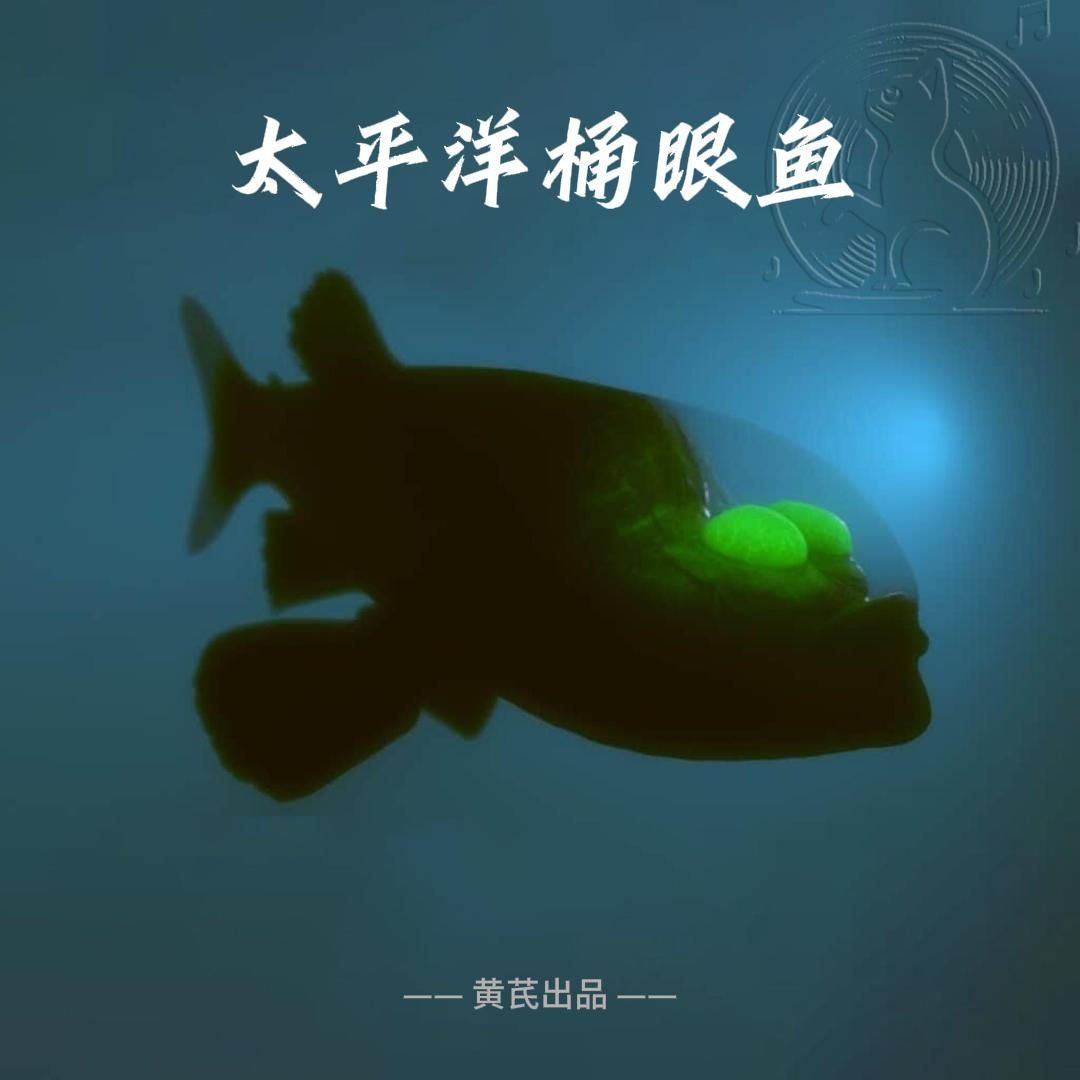太平洋的桶眼鱼