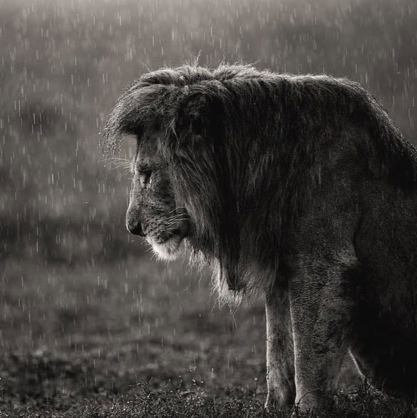 The Last Cry of the Forest