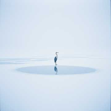 왜가리처럼 (Like a Heron)