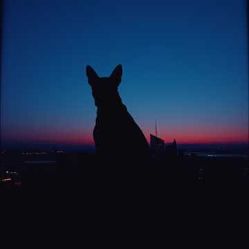 agent provocateur (Cover)