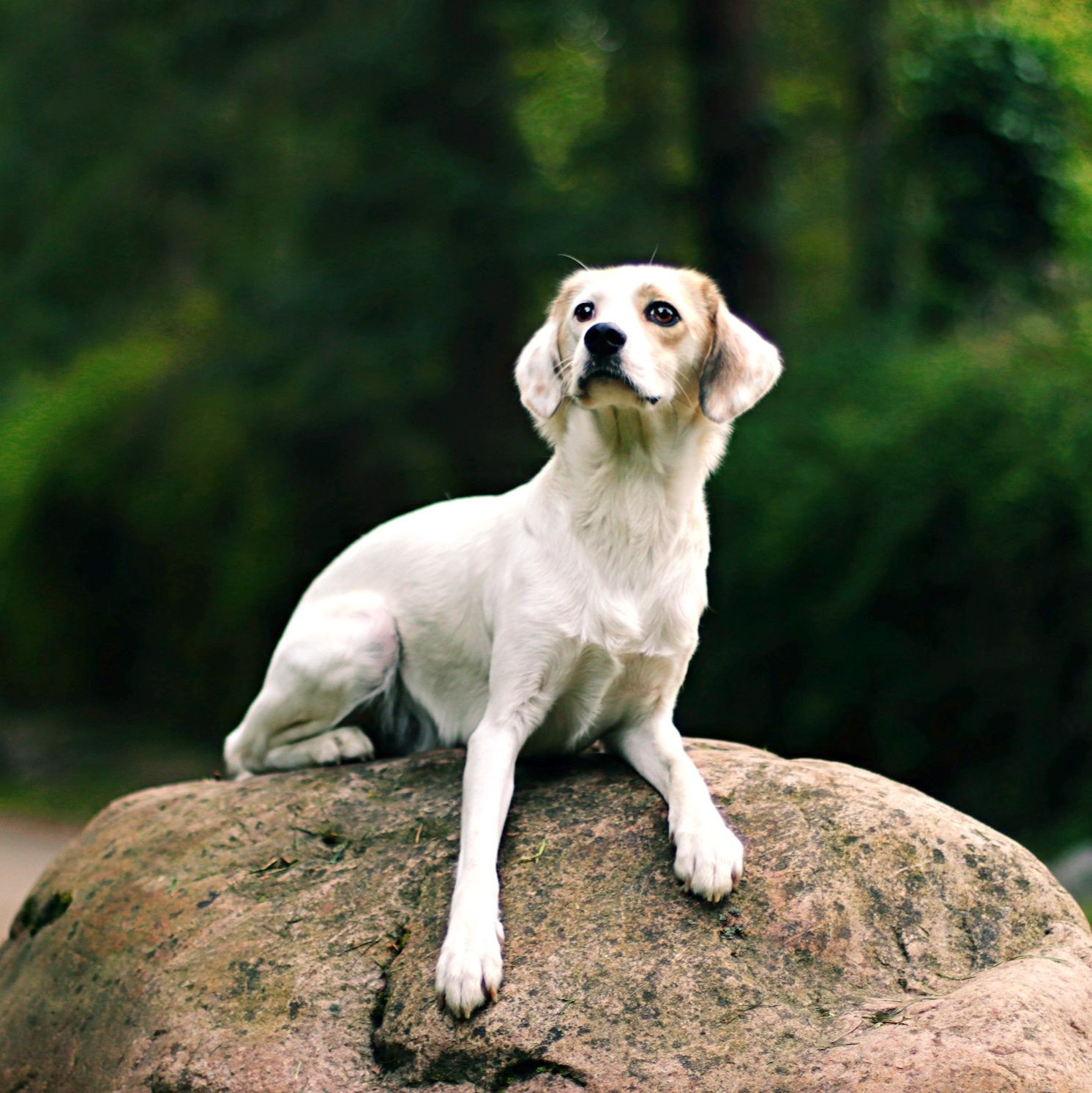 戻ってくるよね?(犬の歌)