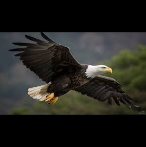 $ $ $  >>>  OK ! !  <<< {  * *  REGINA DEL  CIELO  * * }  $ $ $   