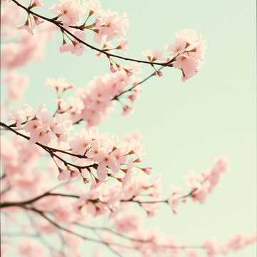 🌸 꽃비 속 너와 나 (Blossom Rain & Us)  V1