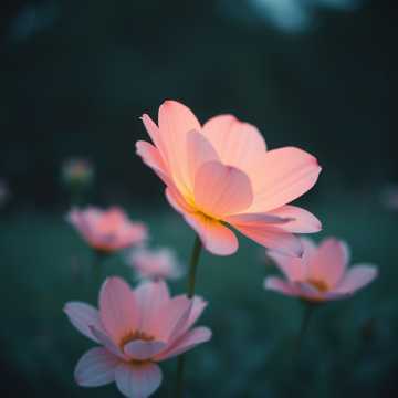 無眠的詩人
