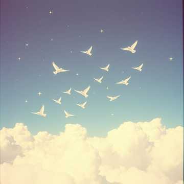 Les oiseaux se cachent pour chanter (Remastered)