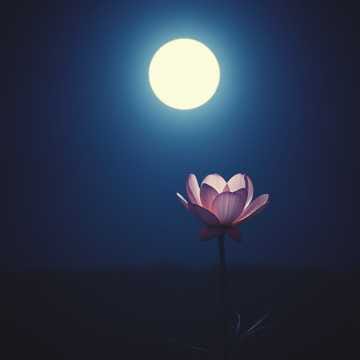 TW02 在霜下 靜默花 Under the Frost, Silent Flower