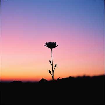 n24 침묵의 꽃 The Flower of Silence Ver 3
