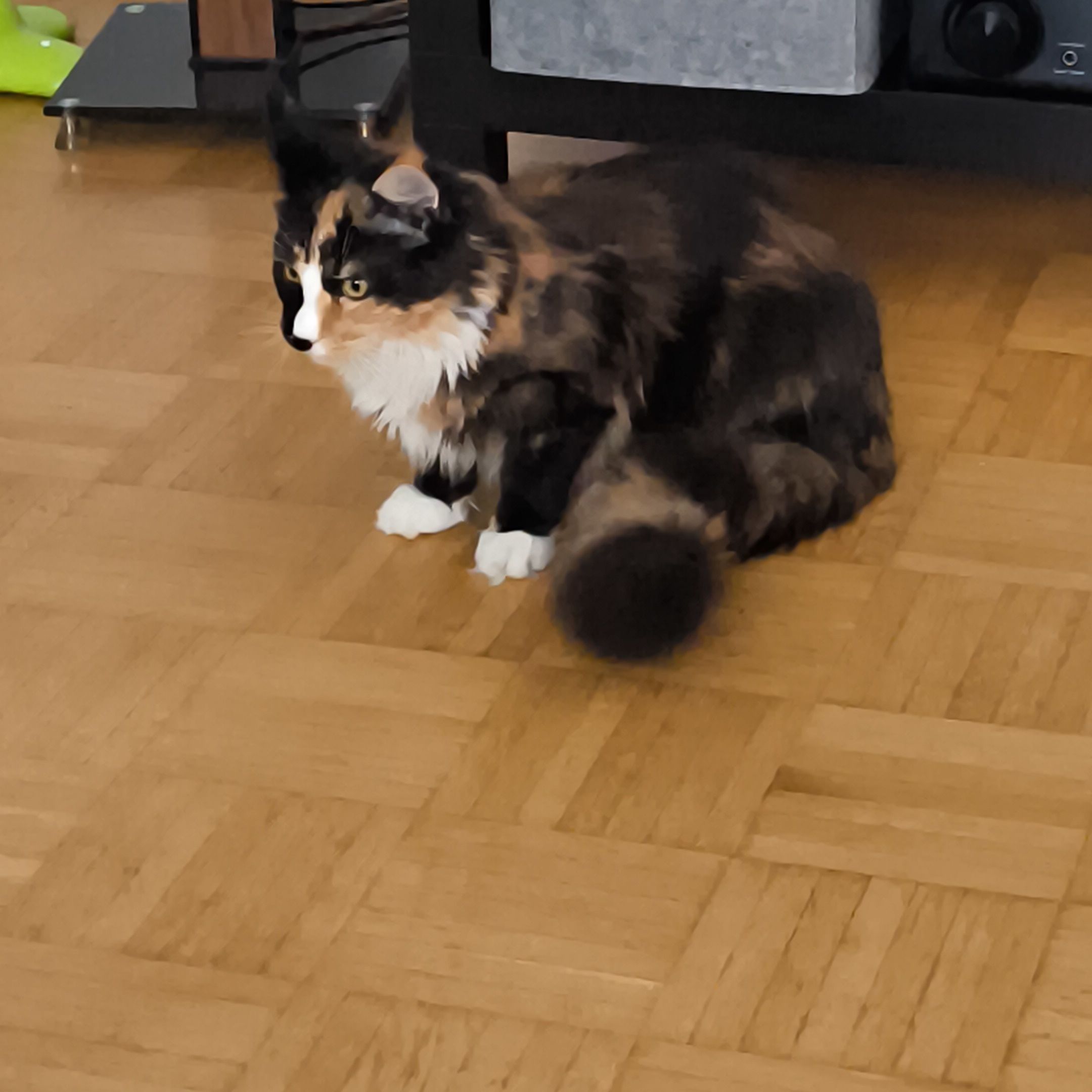 Kuki, die Katze - Ein Abenteuer in der Wohnung
