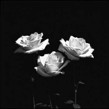 Queixa ás Rosas