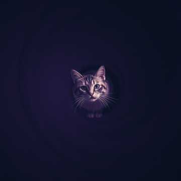 🤘🩷ψ(｀∇´)ψ  Meow of Madness  狂気のMeow 2025.4.28