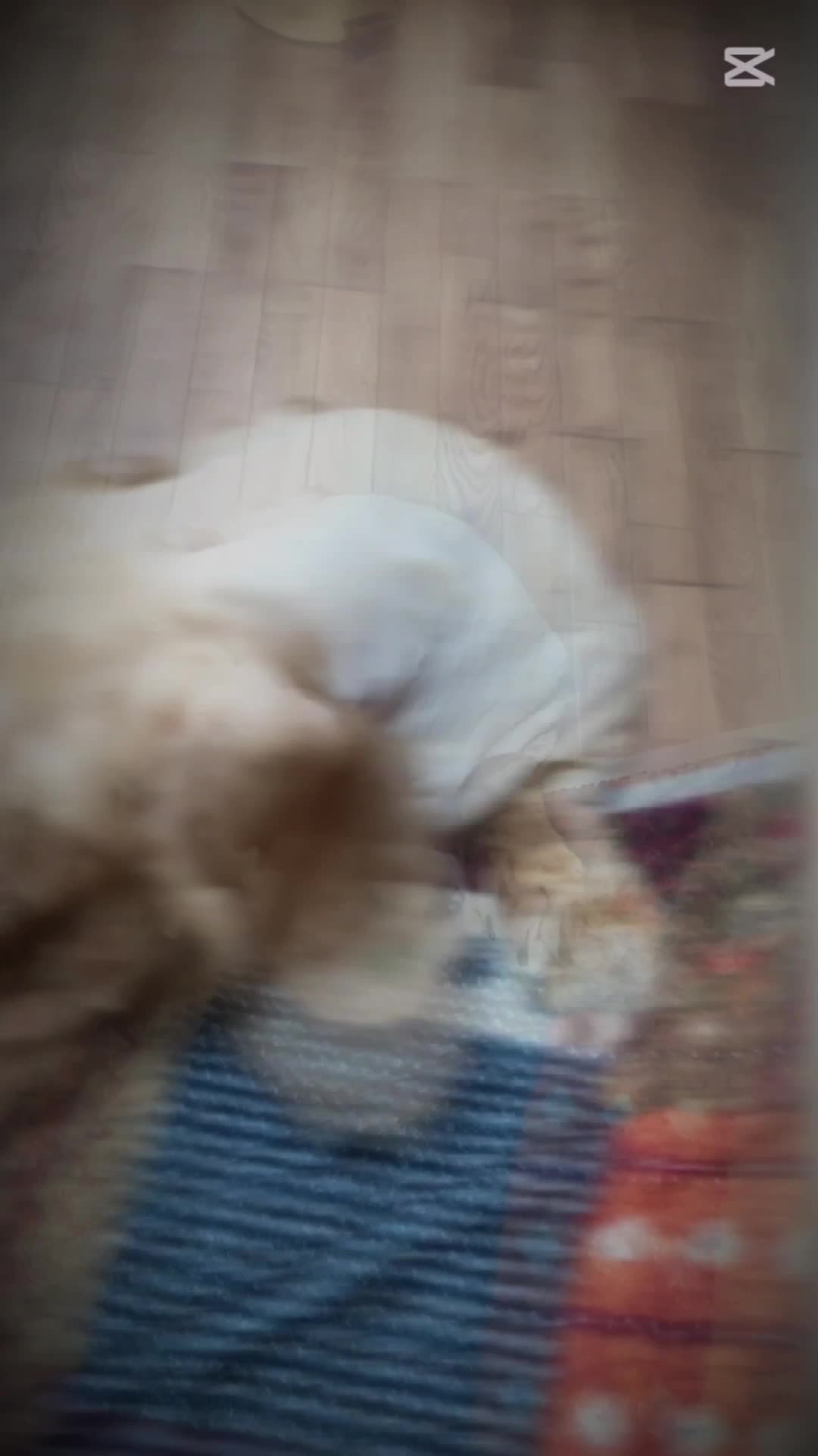 愛犬物語