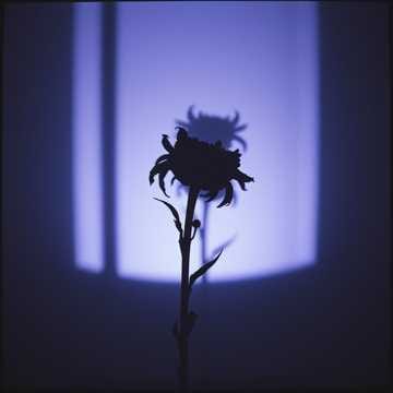 Love has poisoned me-Serg's song