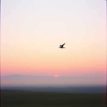 제목: 새벽의 비상 Soaring at Dawn in Korean