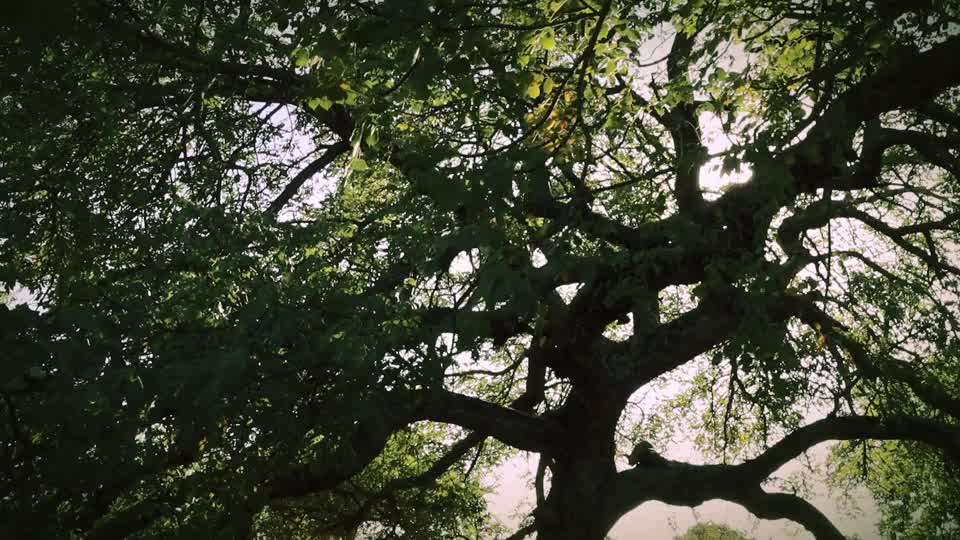 Verticarisme