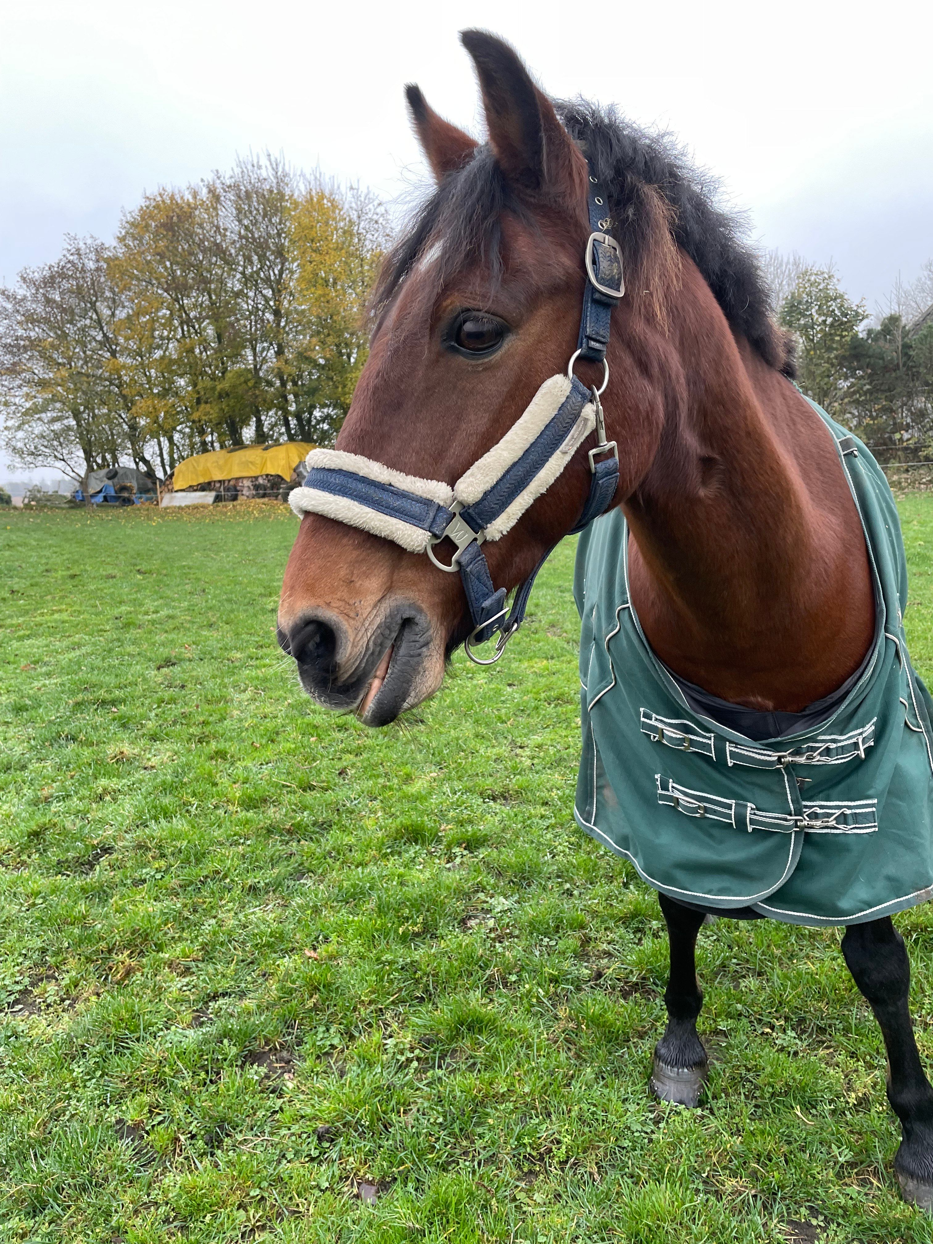 My Horse Max
