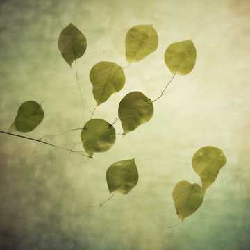 Whispers of the Wind