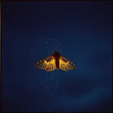 Flypaper Heart (Male)