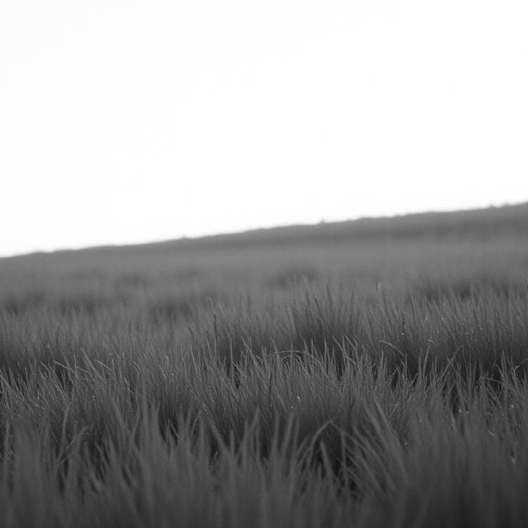 of life and dreams [bluegrass]