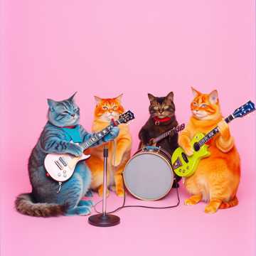 Miaou Mania