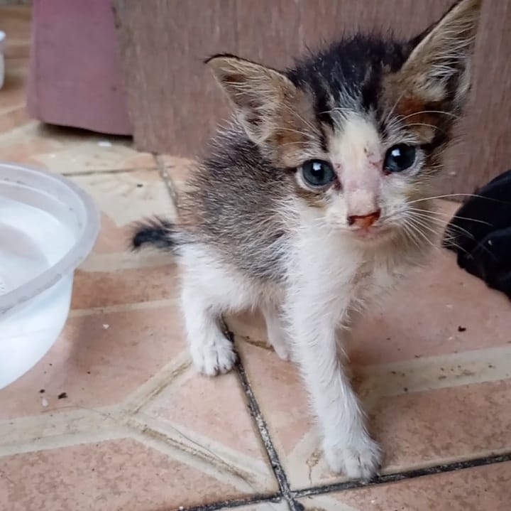 Kucing Mengeong (version B) 