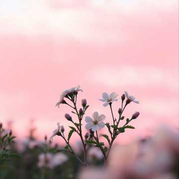  Il Respiro di Zephyros all’Alba del Primo Mattino✨