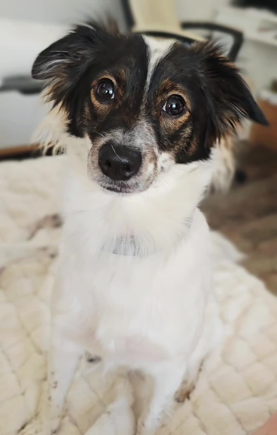 🐾 💕„To nie było w planie ” 🐾 💕
