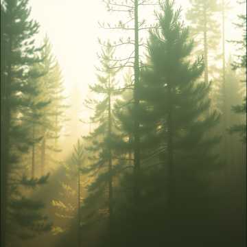 Whispering Pines Echo