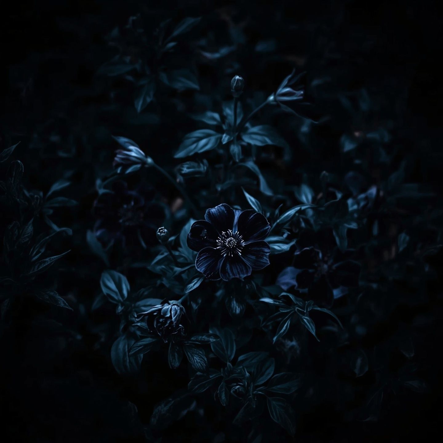 My Night Garden