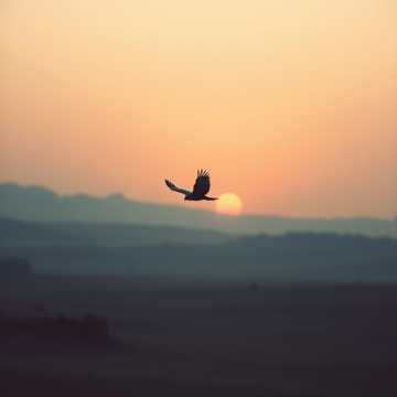 🎵Khartsag Üg (The Falcon’s Word) - Xöömei-Kargyraa song for LuminousBonds💚