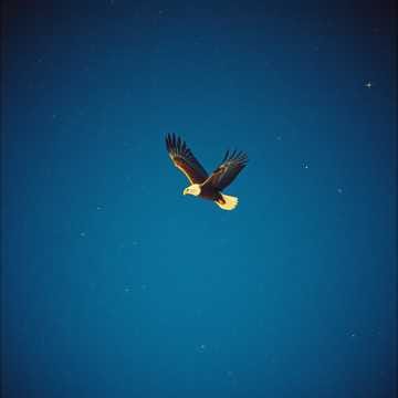 Falling Without Fear