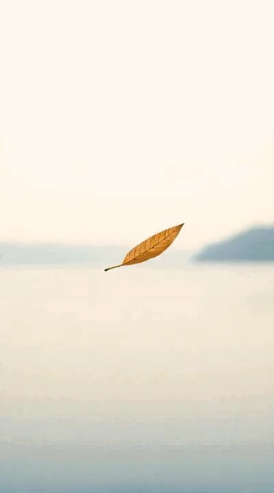 Leaves and Wind