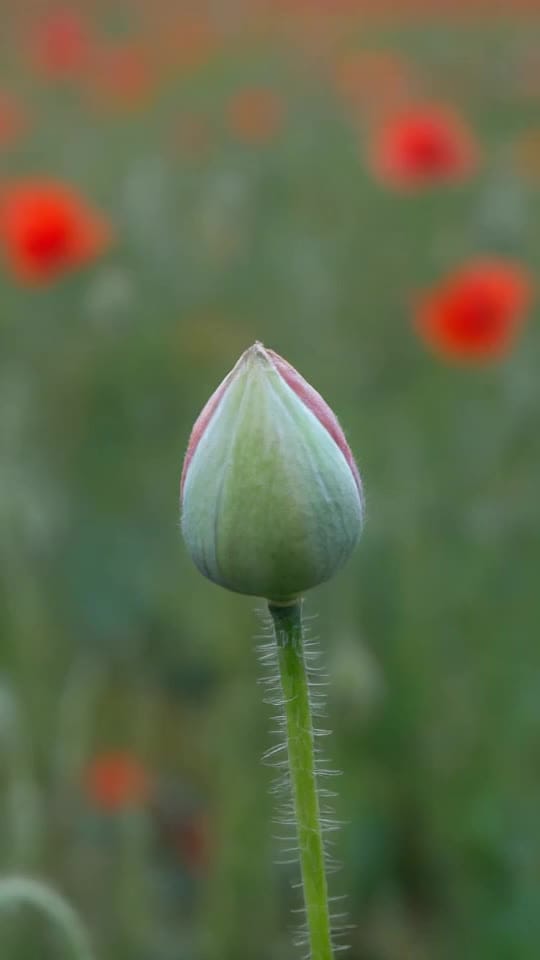 Mohnblumenfeld