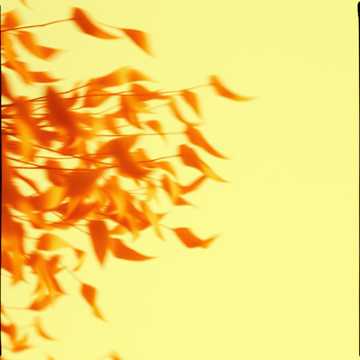 Like Dust In The Wind