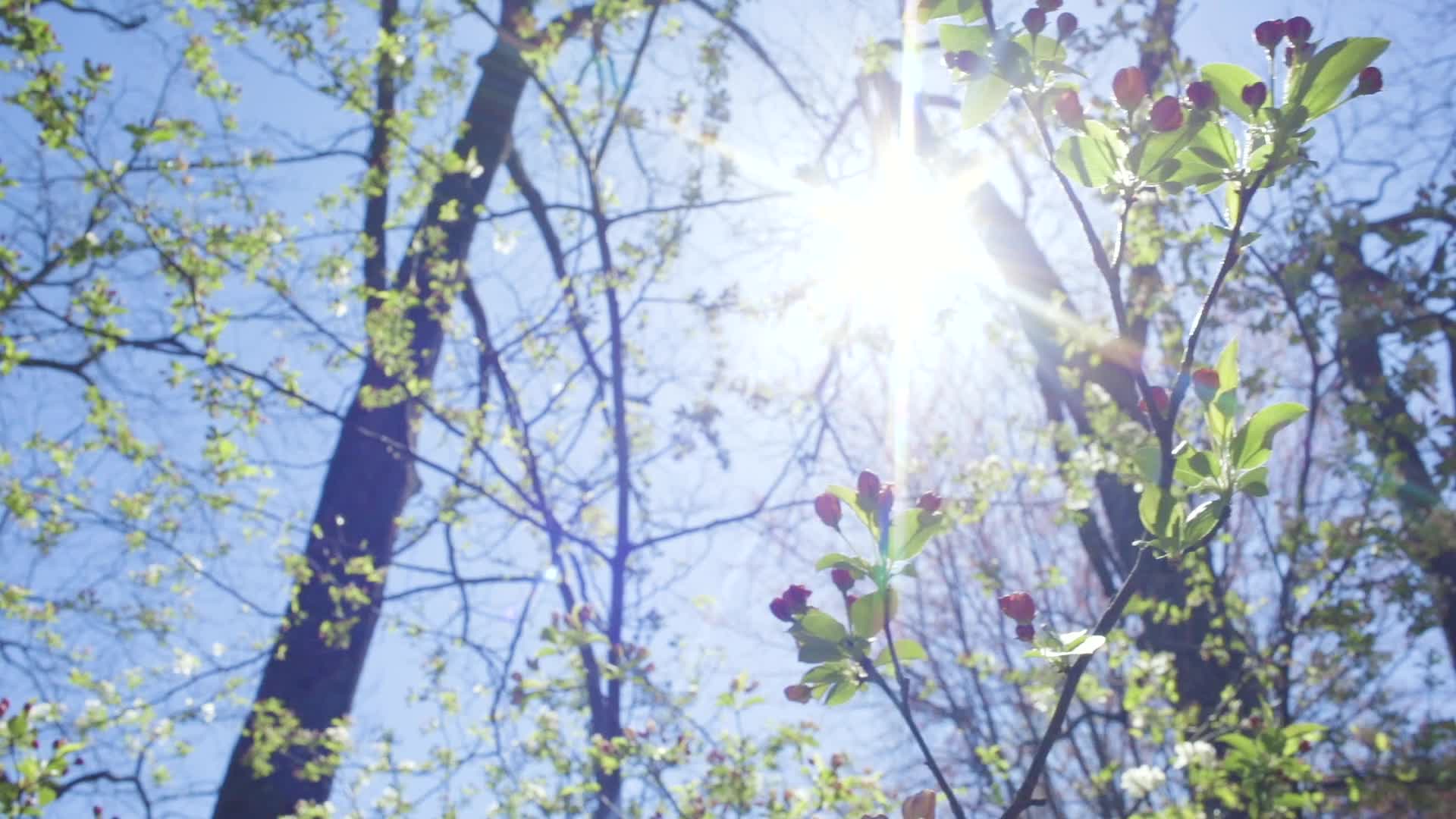 Under the Beautiful Sunshine (New Style)