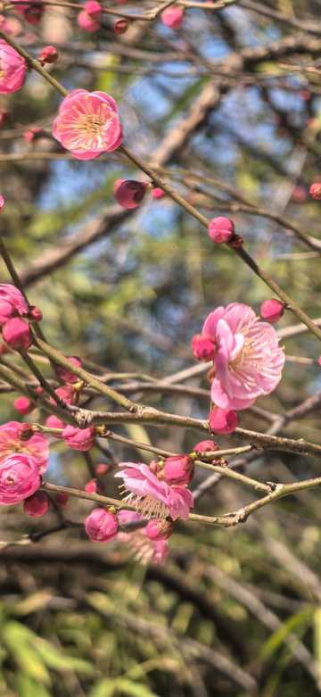 寒梅 (Winter Sweet) (Remastered) (Dedicated to Chinese Poet Wang Mian)