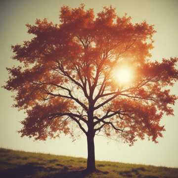 grow 
