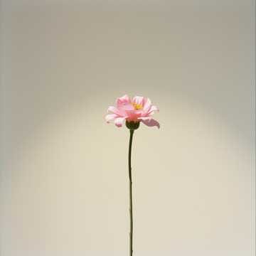 Si te quedas (cover español If I beg you flower face)