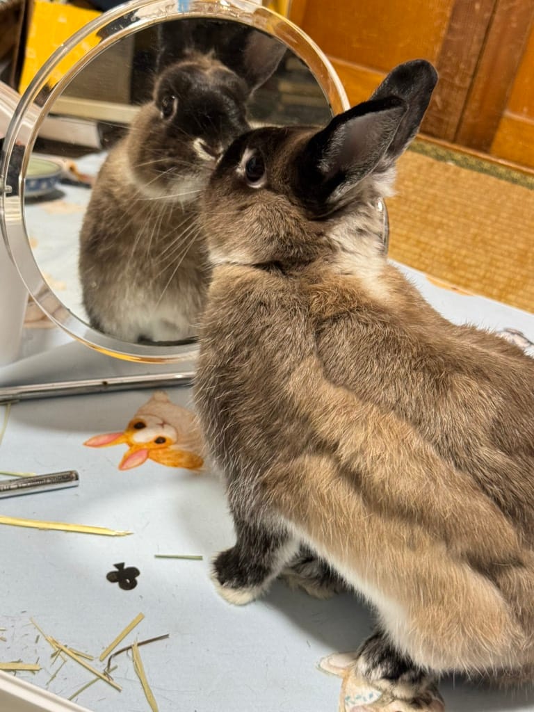 🐰Black nose: First Mirror