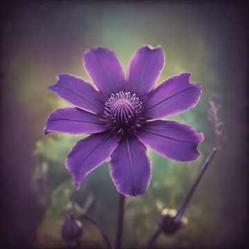 Mystic Dahlia