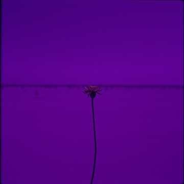 Lonely and Dramatic (Live)