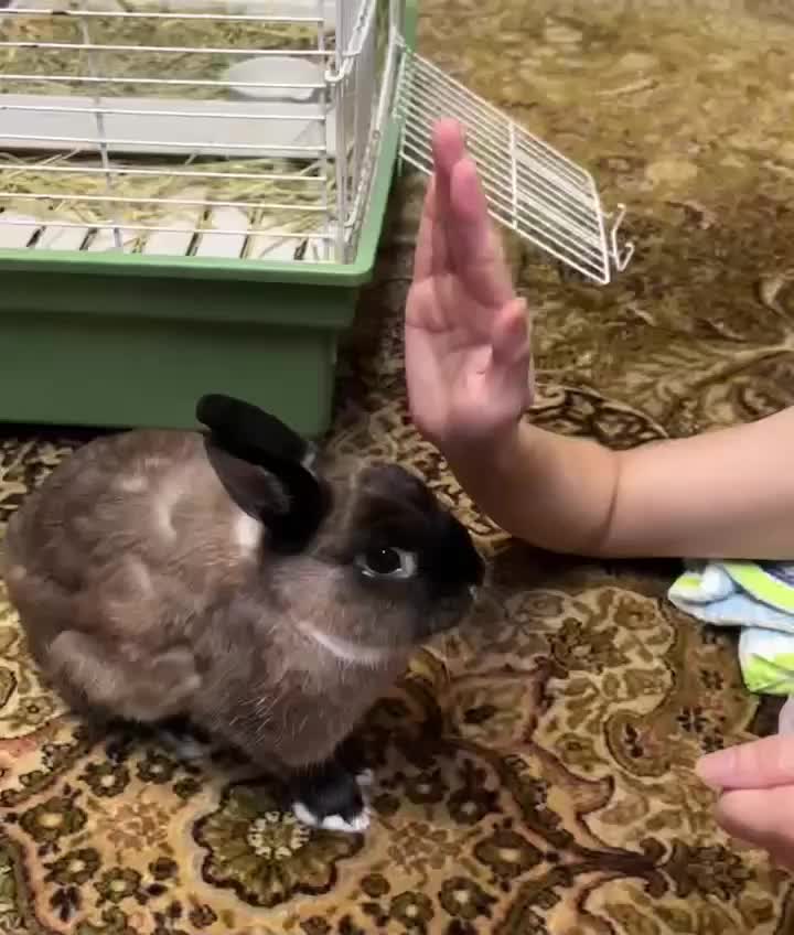 🐰Black nose:High Five!!